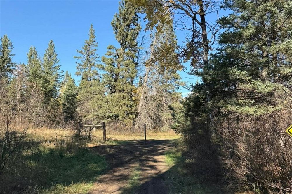 An autumn trail through the spruce in the Westman region